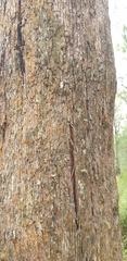 Eucalyptus radiata radiata