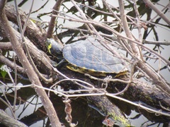 Trachemys scripta elegans
