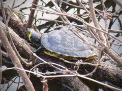 Trachemys scripta elegans