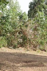 Vachellia abyssinica