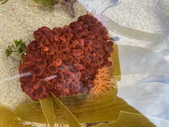 Phlyctenactis tuberculosa