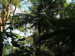 Archontophoenix cunninghamiana
