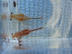 Eubranchipus oregonus