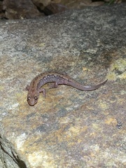 Desmognathus carolinensis