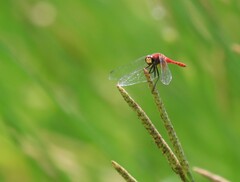 Aethriamanta nymphaeae