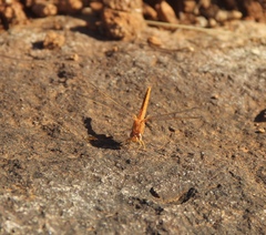 Crocothemis sanguinolenta