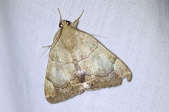 Achaea