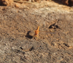 Crocothemis sanguinolenta