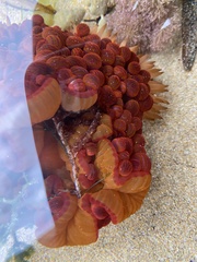 Phlyctenactis tuberculosa