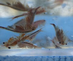 Eubranchipus oregonus