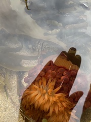 Phlyctenactis tuberculosa