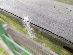 Chrysaeglia magnifica