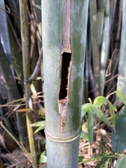 Bambusa multiplex