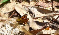 Ocybadistes walkeri sothis