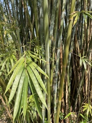 Bambusa pachinensis