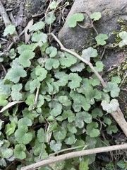 Hydrocotyle nepalensis