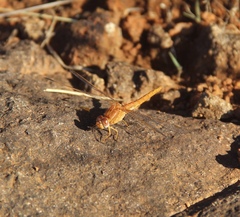 Crocothemis sanguinolenta