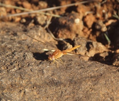 Crocothemis sanguinolenta