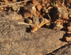 Crocothemis sanguinolenta