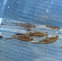 Eubranchipus oregonus