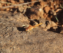 Crocothemis sanguinolenta