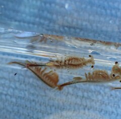 Eubranchipus oregonus