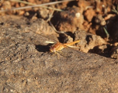Crocothemis sanguinolenta
