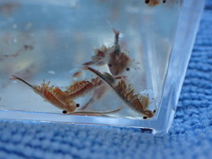 Eubranchipus oregonus