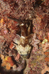 Bovichtus angustifrons