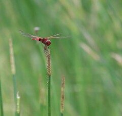Urothemis
