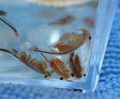 Eubranchipus oregonus