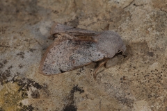 Perigrapha rorida