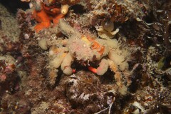 Schizophrys rufescens