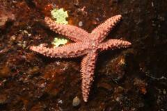 Uniophora granifera