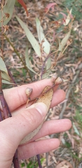 Eucalyptus sieberi