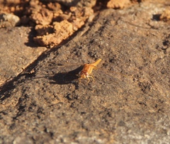 Crocothemis sanguinolenta