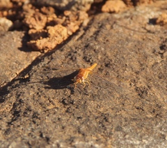 Crocothemis sanguinolenta