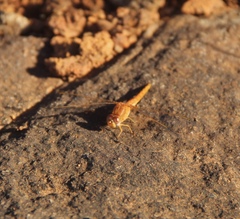 Crocothemis sanguinolenta