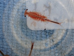 Eubranchipus oregonus