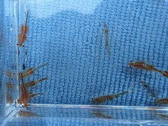 Eubranchipus oregonus