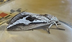 Abantiades labyrinthicus