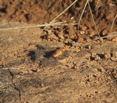 Crocothemis sanguinolenta