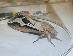 Abantiades labyrinthicus