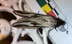 Abantiades labyrinthicus