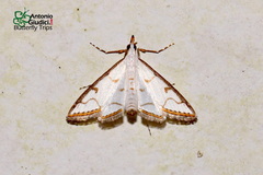 Ramila acciusalis