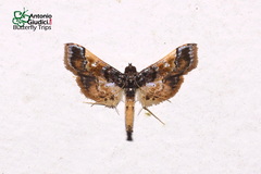 Hydriris elutalis