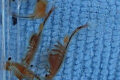 Eubranchipus oregonus