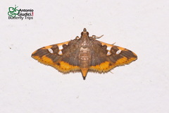 Prophantis adusta