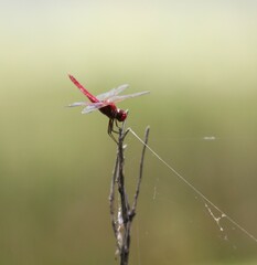 Urothemis aliena