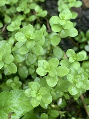 Sedum formosanum